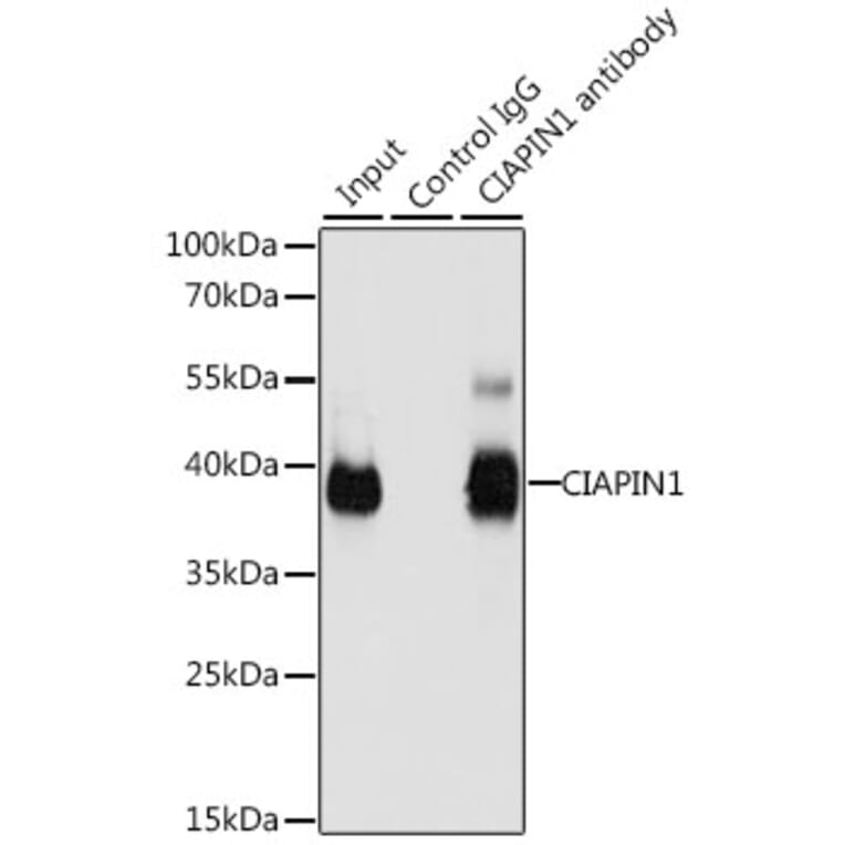 Western Blot - Anti-CIAPIN1 Antibody (A11958) - Antibodies.com