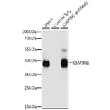 Western Blot - Anti-CIAPIN1 Antibody (A11958) - Antibodies.com