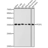 Western Blot - Anti-PCGF1 Antibody (A11959) - Antibodies.com
