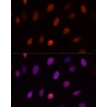Immunofluorescence - Anti-PCGF1 Antibody (A11959) - Antibodies.com