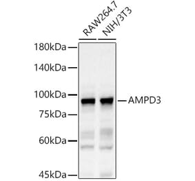 Western Blot - Anti-AMPD3 Antibody (A11963) - Antibodies.com