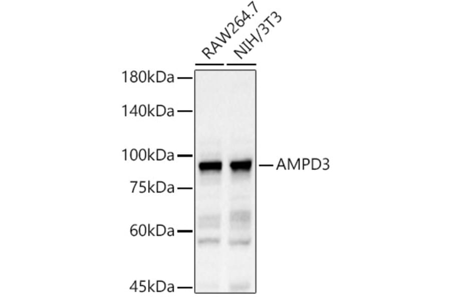Western Blot - Anti-AMPD3 Antibody (A11963) - Antibodies.com
