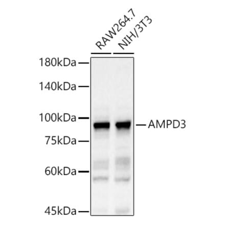 Western Blot - Anti-AMPD3 Antibody (A11963) - Antibodies.com