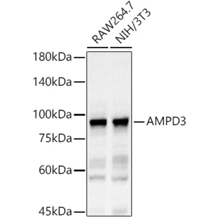 Western Blot - Anti-AMPD3 Antibody (A11963) - Antibodies.com