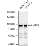 Western Blot - Anti-AMPD3 Antibody (A11963) - Antibodies.com
