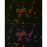 Immunofluorescence - Anti-Argininosuccinate Lyase Antibody (A11964) - Antibodies.com