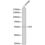 Western Blot - Anti-GP2 Antibody (A11969) - Antibodies.com