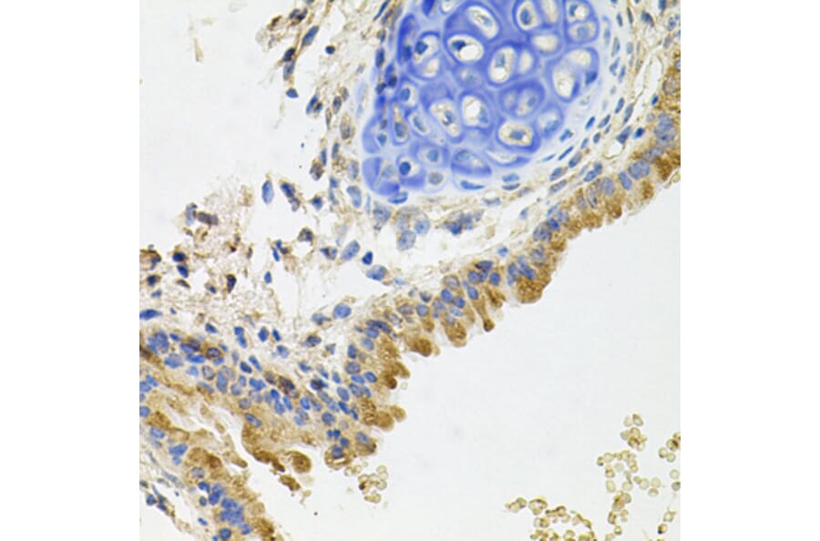 Anti-GP2 Antibody (A11969) | Antibodies.com