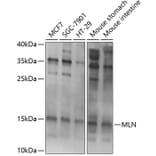 Western Blot - Anti-Motilin Antibody (A11970) - Antibodies.com