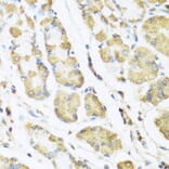 Immunohistochemistry - Anti-Motilin Antibody (A11970) - Antibodies.com