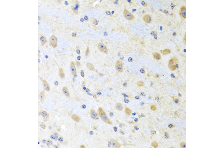Immunohistochemistry - Anti-Motilin Antibody (A11970) - Antibodies.com