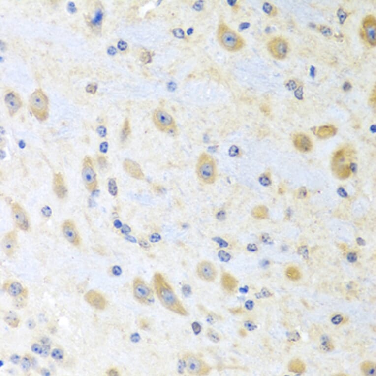 Immunohistochemistry - Anti-Motilin Antibody (A11970) - Antibodies.com