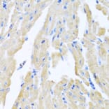 Immunohistochemistry - Anti-Motilin Antibody (A11970) - Antibodies.com