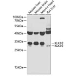 Western Blot - Anti-Kallikrein 10/K10 Antibody (A11971) - Antibodies.com
