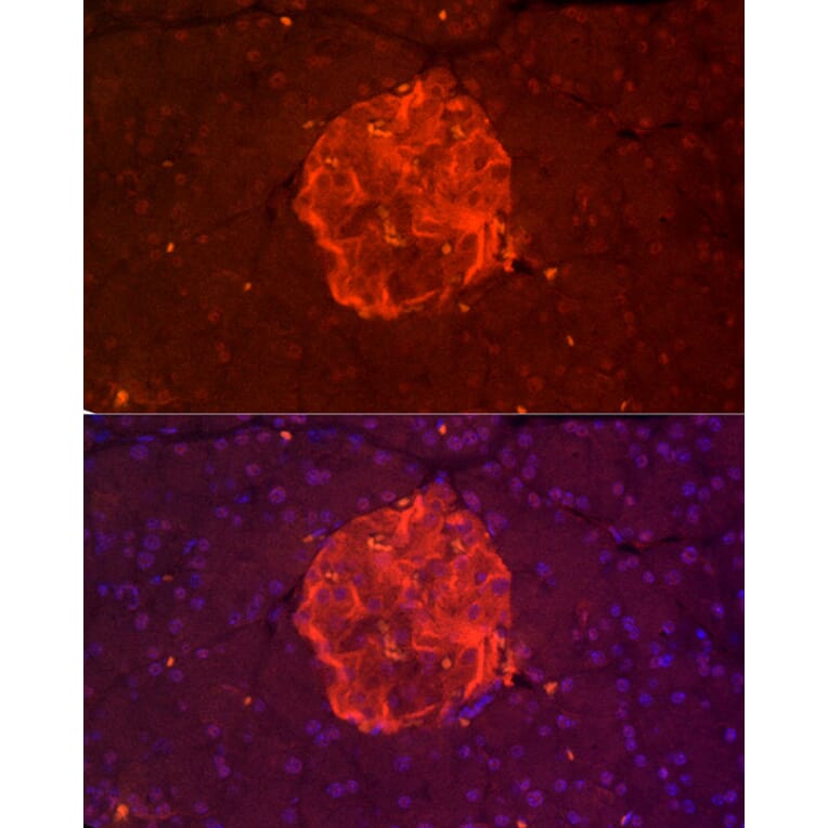 Immunofluorescence - Anti-TALLA-1 Antibody (A11973) - Antibodies.com