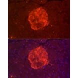Immunofluorescence - Anti-TALLA-1 Antibody (A11973) - Antibodies.com