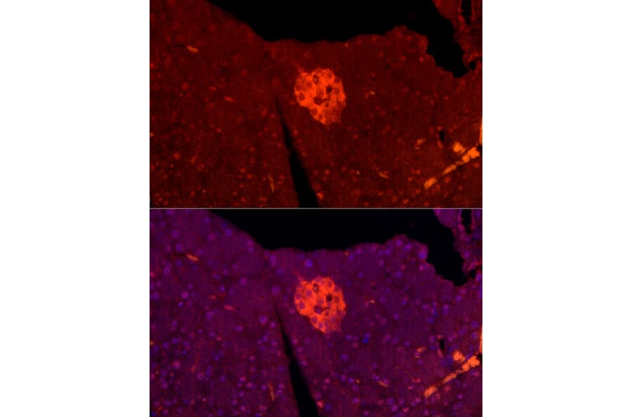 Immunofluorescence - Anti-TALLA-1 Antibody (A11973) - Antibodies.com