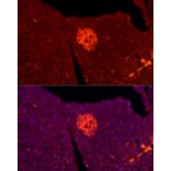 Immunofluorescence - Anti-TALLA-1 Antibody (A11973) - Antibodies.com