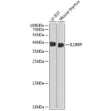 Western Blot - Anti-IL-18BP Antibody (A11975) - Antibodies.com