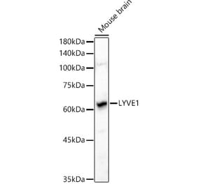 Western Blot - Anti-LYVE1 Antibody (A11976) - Antibodies.com