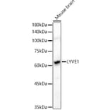 Western Blot - Anti-LYVE1 Antibody (A11976) - Antibodies.com