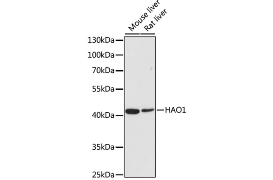 Western Blot - Anti-HAO1/GOX Antibody (A11977) - Antibodies.com