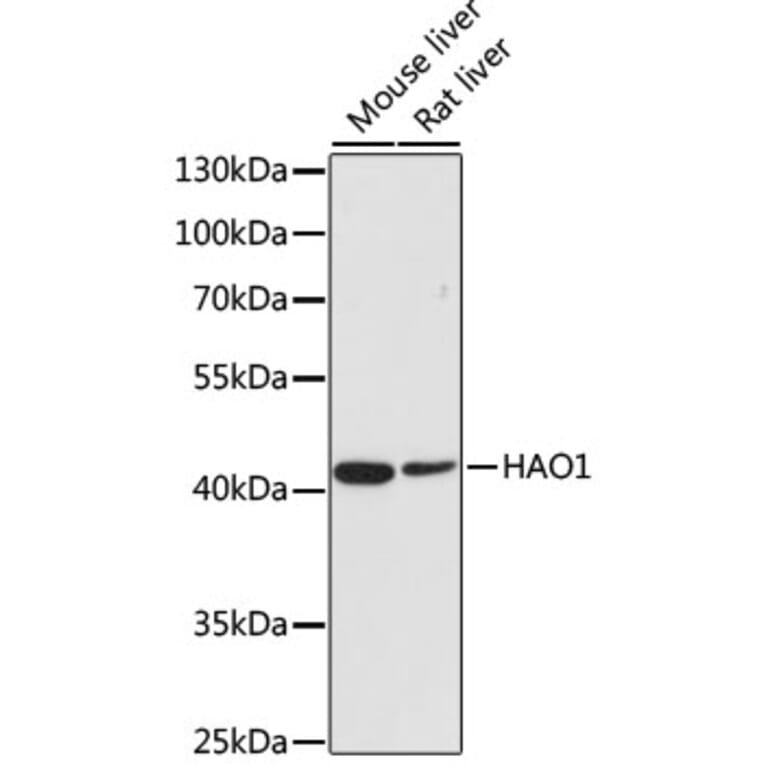 Western Blot - Anti-HAO1/GOX Antibody (A11977) - Antibodies.com