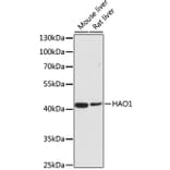 Western Blot - Anti-HAO1/GOX Antibody (A11977) - Antibodies.com