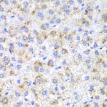 Immunohistochemistry - Anti-HAO1/GOX Antibody (A11977) - Antibodies.com