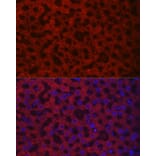 Immunofluorescence - Anti-HAO1/GOX Antibody (A11977) - Antibodies.com