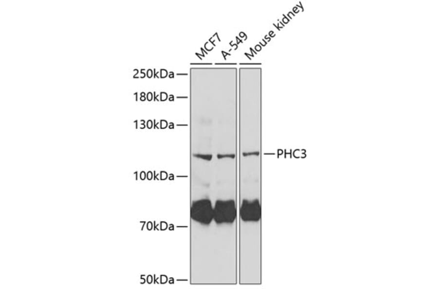 Western Blot - Anti-PH3 Antibody (A11978) - Antibodies.com