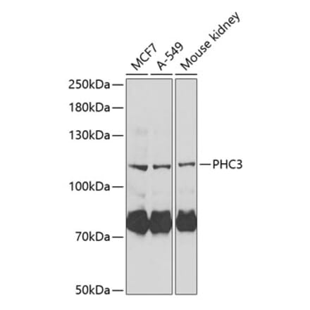 Western Blot - Anti-PH3 Antibody (A11978) - Antibodies.com