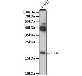 Western Blot - Anti-IL-17F Antibody (A11979) - Antibodies.com
