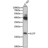 Western Blot - Anti-IL-17F Antibody (A11979) - Antibodies.com