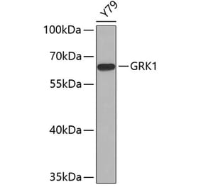Western Blot - Anti-GRK1 Antibody (A11981) - Antibodies.com
