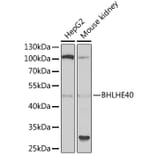 Western Blot - Anti-SHARP2/DEC1 Antibody (A11985) - Antibodies.com