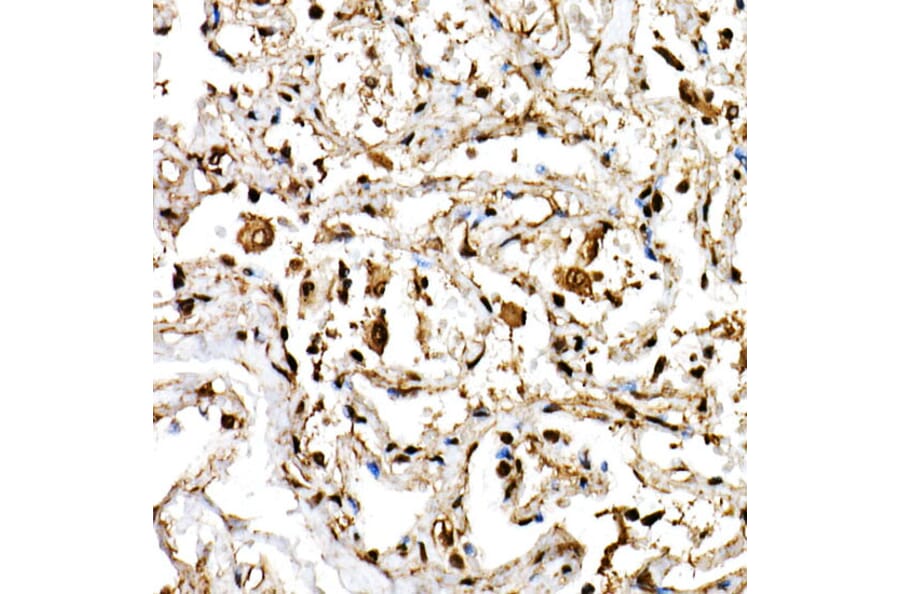 Immunohistochemistry - Anti-SHARP2/DEC1 Antibody (A11985) - Antibodies.com