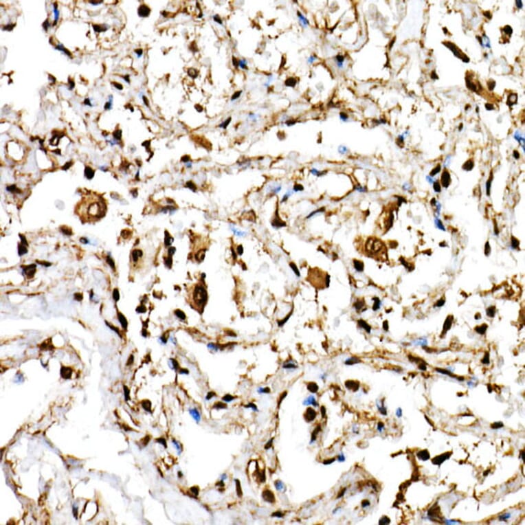 Immunohistochemistry - Anti-SHARP2/DEC1 Antibody (A11985) - Antibodies.com