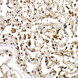 Immunohistochemistry - Anti-SHARP2/DEC1 Antibody (A11985) - Antibodies.com