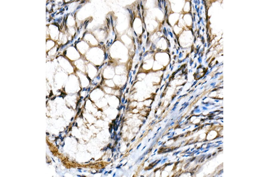 Immunohistochemistry - Anti-SHARP2/DEC1 Antibody (A11985) - Antibodies.com