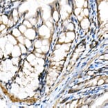 Immunohistochemistry - Anti-SHARP2/DEC1 Antibody (A11985) - Antibodies.com