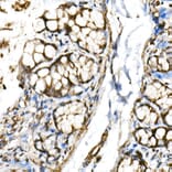 Immunohistochemistry - Anti-SHARP2/DEC1 Antibody (A11985) - Antibodies.com