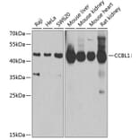 Western Blot - Anti-CCBL1 Antibody (A11987) - Antibodies.com