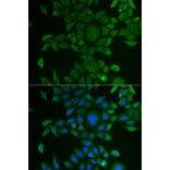 Immunofluorescence - Anti-CCBL1 Antibody (A11987) - Antibodies.com
