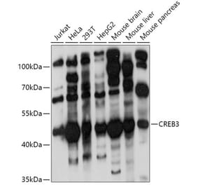 Western Blot - Anti-CREB3 Antibody (A11991) - Antibodies.com