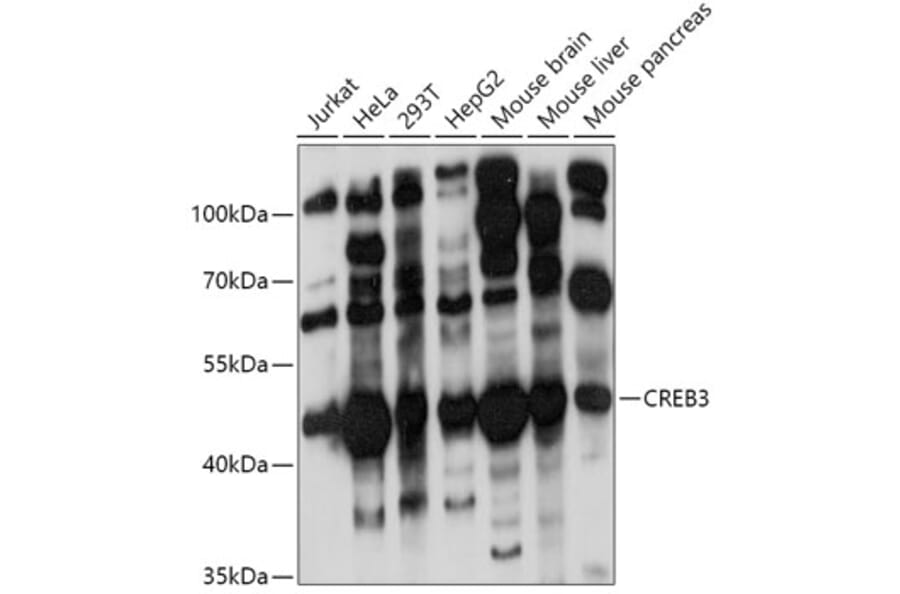 Western Blot - Anti-CREB3 Antibody (A11991) - Antibodies.com