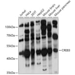 Western Blot - Anti-CREB3 Antibody (A11991) - Antibodies.com