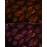 Immunofluorescence - Anti-CREB3 Antibody (A11991) - Antibodies.com