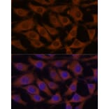 Immunofluorescence - Anti-CREB3 Antibody (A11991) - Antibodies.com