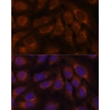 Immunofluorescence - Anti-CREB3 Antibody (A11991) - Antibodies.com